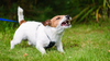 How to Help Your Aggressive Dog: Top Tips