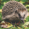 Looking After Hedgehogs During The Winter