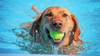 Keeping Your Pets Cool and Comfortable in Warm Weather