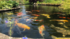 Essential Guide to Maintaining a Healthy Garden Pond