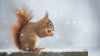 Caring for Garden Squirrels in Winter: Top Tips from Superpet!