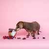 Yakers Dog Chew Cranberry NEW SUPERFOOD!
