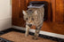 SureFlap Microchip Cat Flap Brown - Superpet Limited