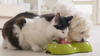 A Guide to Introducing New Food to Your Pet: Tips for Cats and Dogs