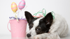 The Perils of Chocolate: Keeping Your Pets Safe This Easter