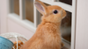 Transitioning Outdoor Pets Indoors for Autumn and Winter