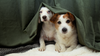 How to Keep Pets Calm During Fireworks Season