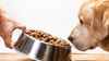 Managing Your Pet’s Weight During the Winter Months: Keep Your Furry Friends Fit and Healthy