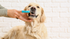 Celebrating Pet Dental Health Month: A Guide to Keeping Your Companion's Teeth Sparkling