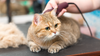 Autumn Grooming Tips for Cats and Dogs: Keeping Your Pets Healthy as the Seasons Change