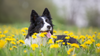 Hay Fever in Dogs: Recognising, Treating, and Preventing Seasonal Allergies