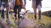 Top Ten Dog Walks in the UK: Explore the Best Routes with Your Furry Friend