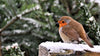 Looking After The Wildlife In Your Garden In Winter