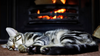 Winter-Proofing Your Home for Pets: Creating a Safe and Cosy Space for Colder Weather