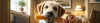Dental Dog Food