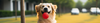 Dog Ball Launchers