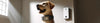 Dog Bark Collars