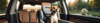 Dog Car Seats