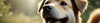 Dog Dental Gel