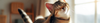Cat Flea & Tick Sprays