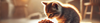 Wet Kitten Food