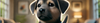 Puppy Citronella Collars