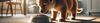 Puppy Food