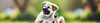 Puppy Spot On Flea & Tick Treatments