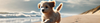 Puppy Vitamins & Minerals