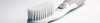 Kitten Toothbrushes