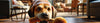 Tug-A-Jug Dog Toys