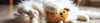 Catnip Cat Toys