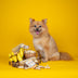 Yakers Dog Chew Peanut Butter & Banana XL (10 Pack) NEW
