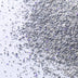 Ever Clean Lavender Cat Litter, 6 Litre