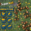 Superpet Premium Hazelnuts in Shells – Natural, Nutritious Treats for Wild Birds and Squirrels
