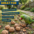Superpet Premium Walnuts in Shell, Squirrel and Parrot Food, High-Energy Natural Unsalted Nuts, Bird Food for Garden Wildlife, Enrichment Whole Nuts in Shells