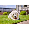 Yakers Himalayan Yak Milk Dog Chew Box