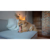 Yakers Himalayan Yak Milk Dog Chew Strawberry Box
