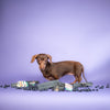 Yakers Dog Chew Blueberry Box