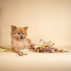 Yakers Himalayan Yak Milk Dog Chew Tumeric Box