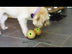 KONG Bamboo Feeder Dumbbell Medium