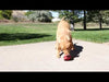 KONG Ballistic Hide 'n Treat Large