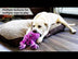 KONG SoftSeas Octopus Small