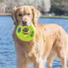 KONG AirDog Squeaker Donut Medium - Superpet Limited