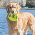 KONG AirDog Squeaker Donut Medium - Superpet Limited