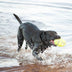 KONG AirDog Squeaker Football Small - Superpet Limited
