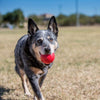 KONG Ball with Hole Small - Superpet Limited