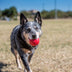 KONG Ball with Hole Small - Superpet Limited