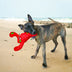 KONG Belly Flops Lobster Medium - Superpet Limited