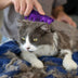 KONG Cat ZoomGroom - Superpet Limited